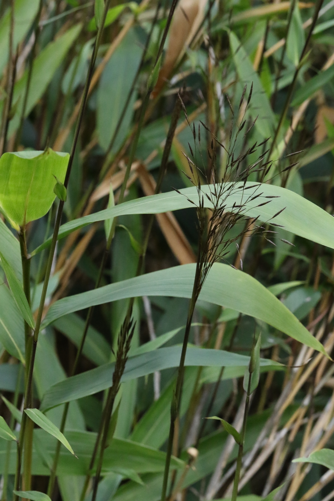 Indocalamus sinicus