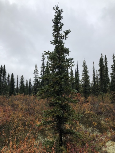 white spruce