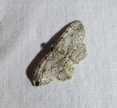 Iridopsis larvaria