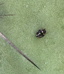 Hyperaspis trifurcata