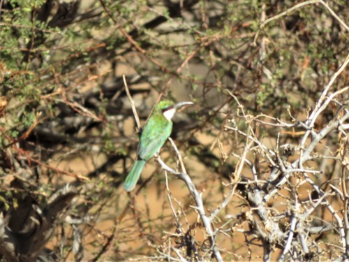Somali Bee-eater (Merops revoilii), photo 9