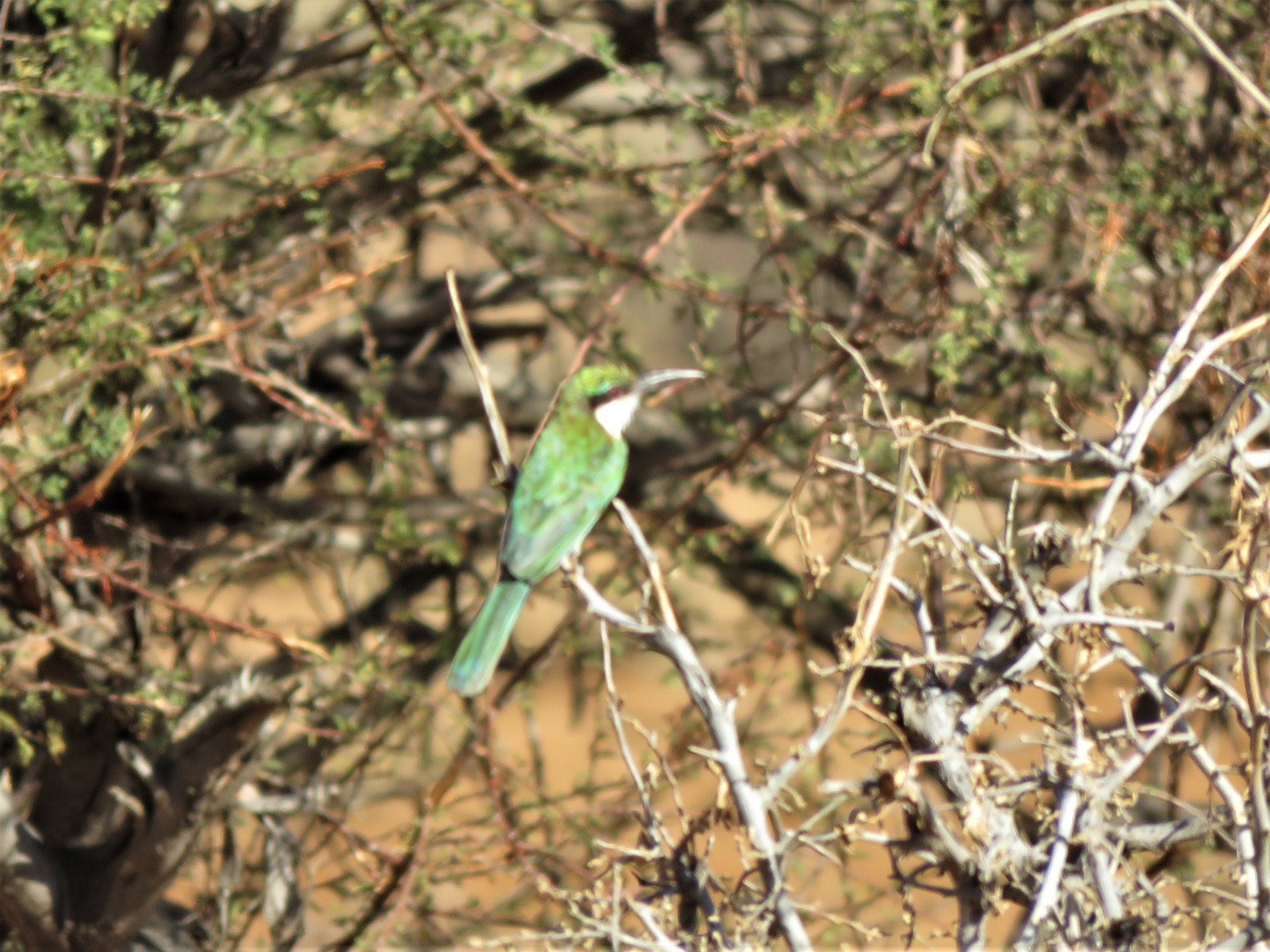 Somali Bee-eater (Merops revoilii), photo 3