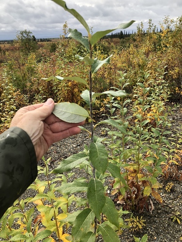 Alaska willow