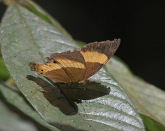 Cirrochroa satellita