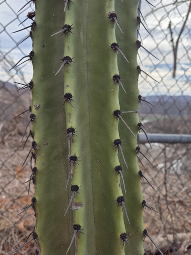 Stenocereus martinezii, photograph 3