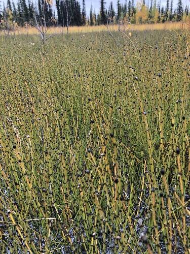 variegated horsetail