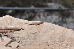 Stenocercus crassicaudatus