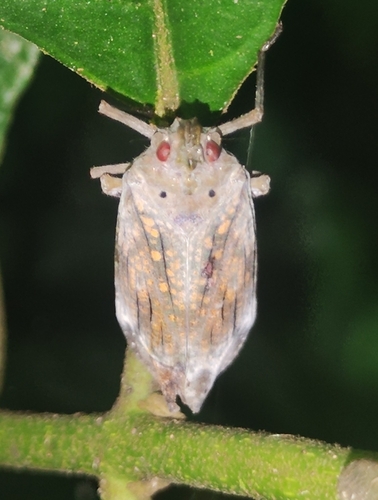 Enchophora soulai