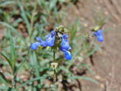 Salvia laevis