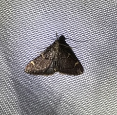 Hypsopygia thymetusalis