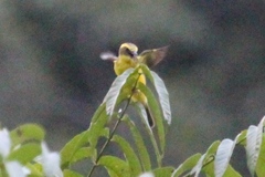 Conopias cinchoneti