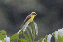 Conopias cinchoneti