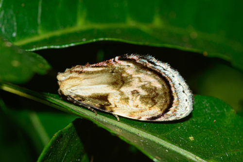 Micrantha janeira