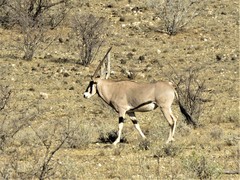 Oryx beisa beisa