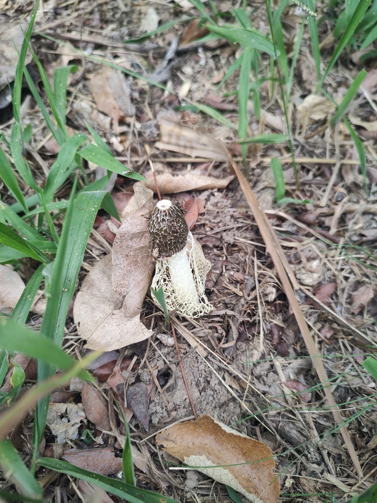 Phallus indusiatus · April 2025 · photo: © biologodepracinha (iNaturalist, cc-by)