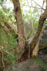 Platylophus trifoliatus