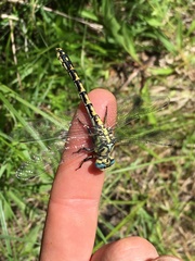Ophiogomphus morrisoni