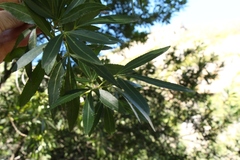 Platylophus trifoliatus