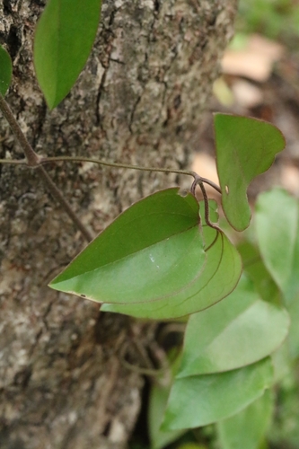 Clematis meyeniana, photograph 6