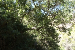 Platylophus trifoliatus