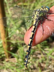 Ophiogomphus morrisoni