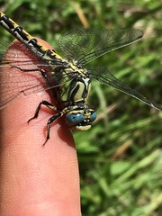 Ophiogomphus morrisoni