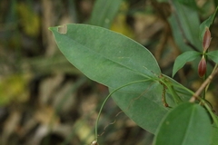 Smilax glabra, photograph author not stated, no rights reserved