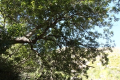 Platylophus trifoliatus