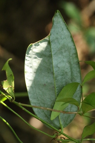 Image of Smilax glabra by no rights reserved