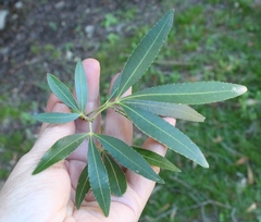 Platylophus trifoliatus