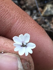 Blepharipappus scaber