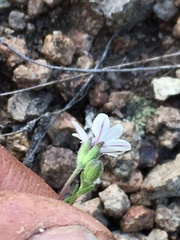 Blepharipappus scaber