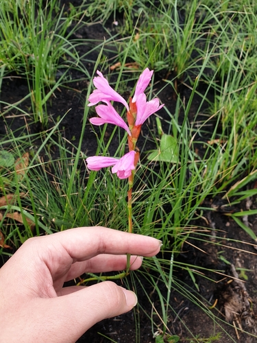 Umtamvuma Watsonia (Watsonia mtamvunae)