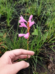 Watsonia mtamvunae