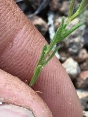 Blepharipappus scaber