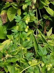 Humulus lupulus