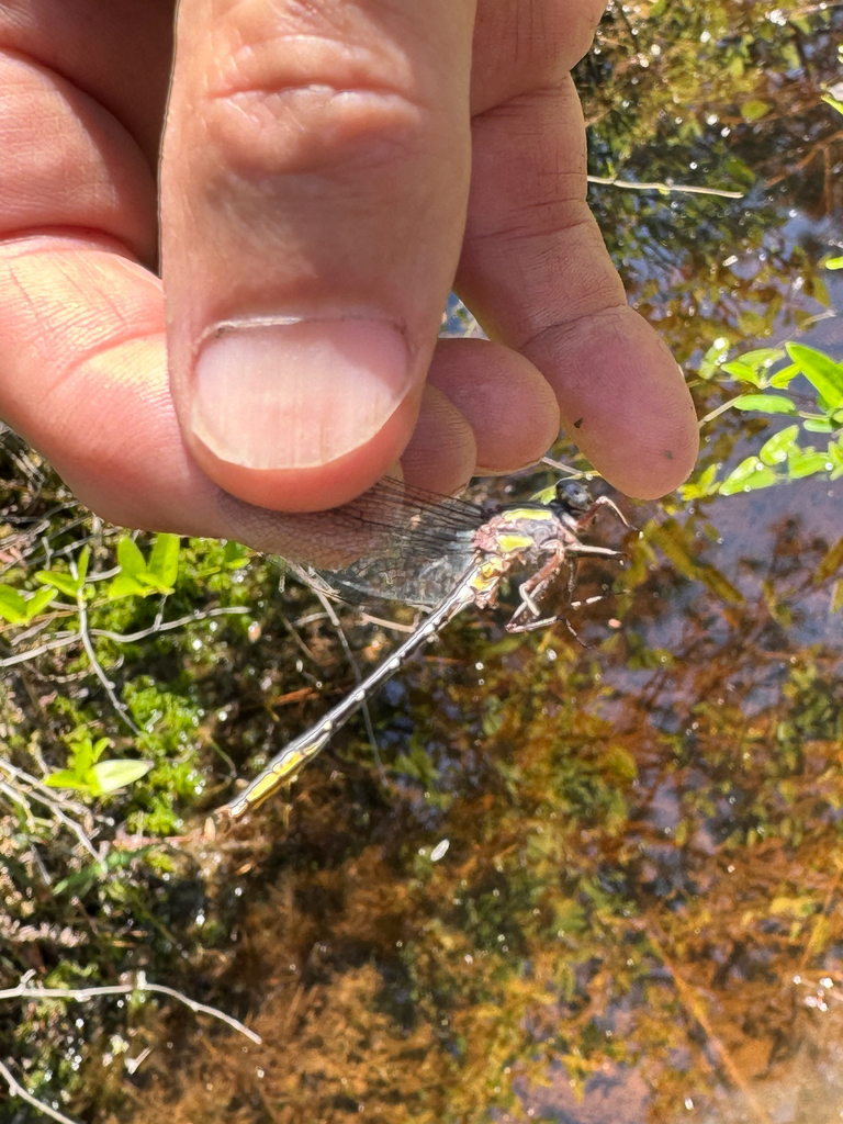 Diminutive Clubtail