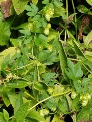 Humulus lupulus