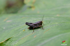 Batrachidea planus