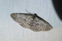 Iridopsis vellivolata