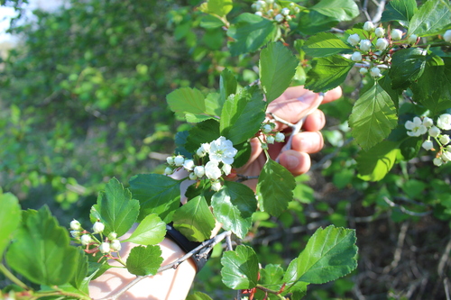Margarett's hawthorn (Crataegus margarettiae)