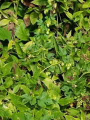 Humulus lupulus