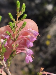 Erica newdigatei