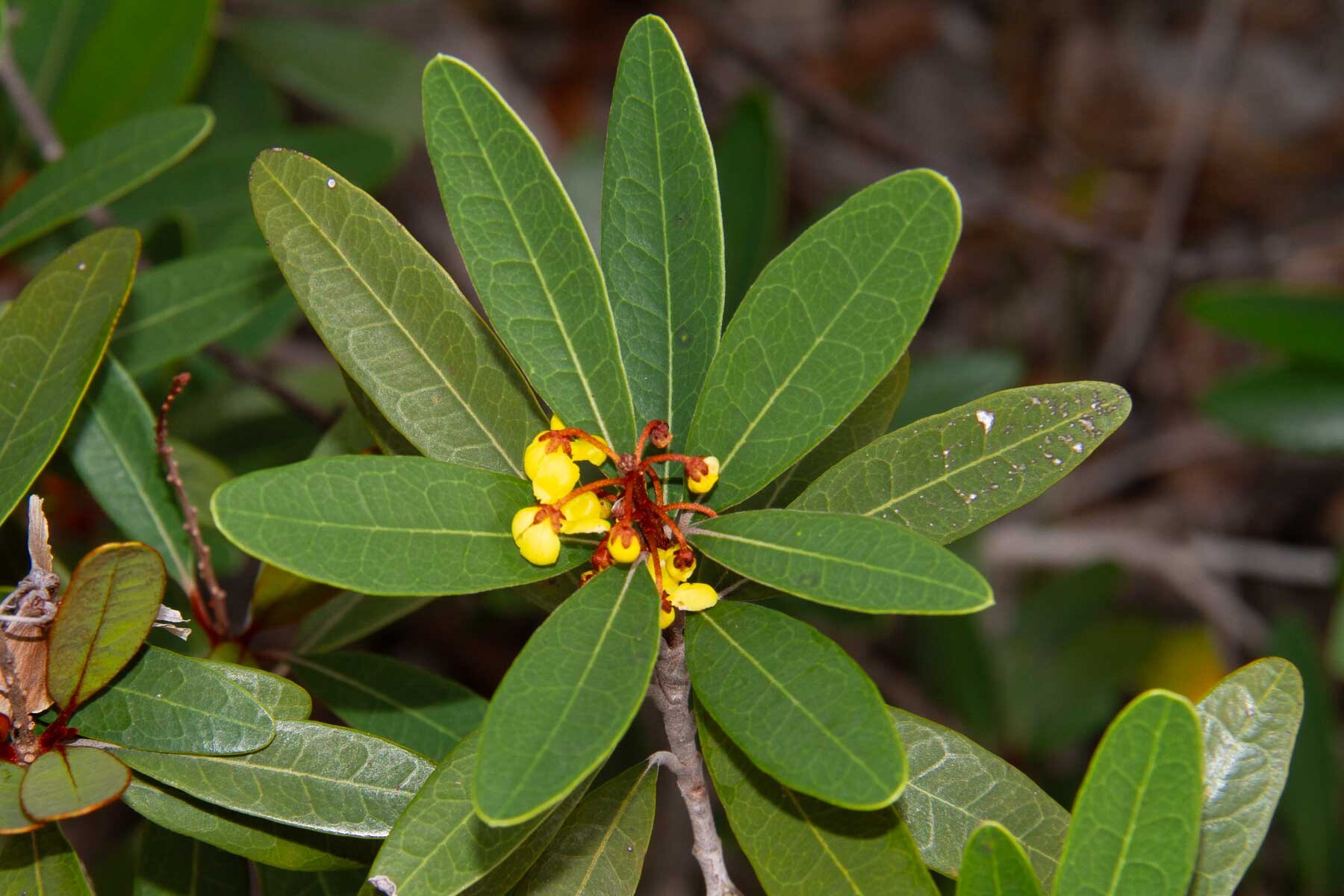 Acridocarpus austrocaledonicus (New Caledonian Mothfruit)
