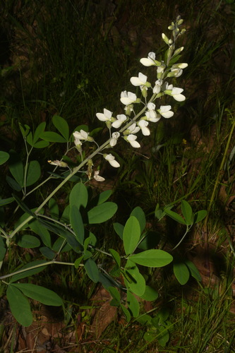 Image of Baptisia alba by (c) Brian Finzel, some rights reserved (CC BY-SA)