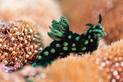 Nembrotha cristata
