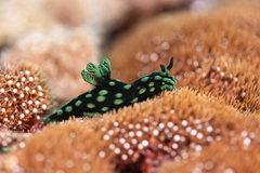 Nembrotha cristata