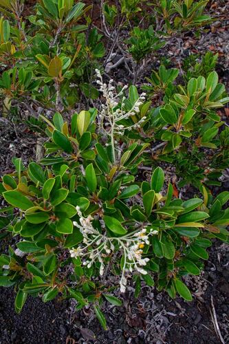 Hibbertia wagapii observed 2025-04-16