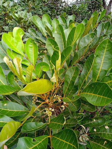 Didymocheton rufescens observed 2025-04-16