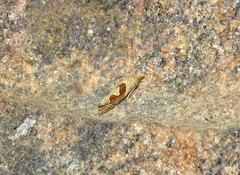 Pelochrista similiana